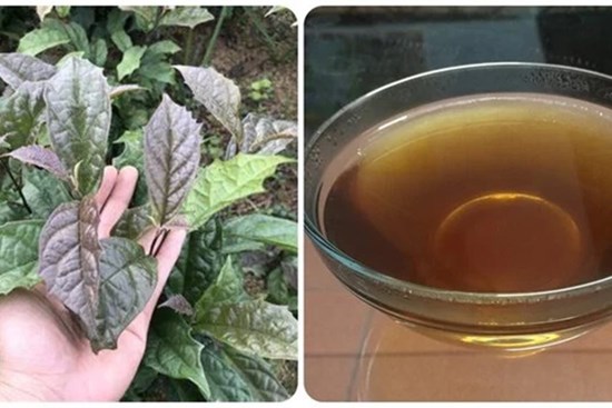 Có nên uống nước xạ đen hàng ngày?