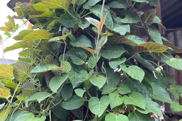 Loại cây mọc dại là bảo bối cho cơ quan tiêu hóa-1