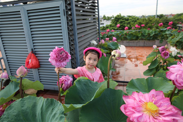 Mẹ đảm làm vườn sen ‘lười’ trên sân thượng, trồng một lần ngắm vài năm ở Hà Nội-6