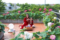 Mẹ đảm làm vườn sen ‘lười’ trên sân thượng, trồng một lần ngắm vài năm ở Hà Nội