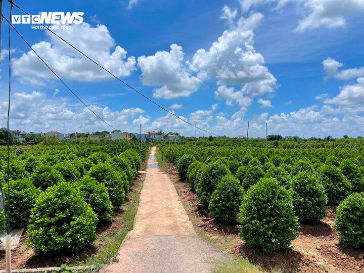 Đội nắng chăm sóc quất cảnh, nông dân chờ vụ Tết bội thu-2