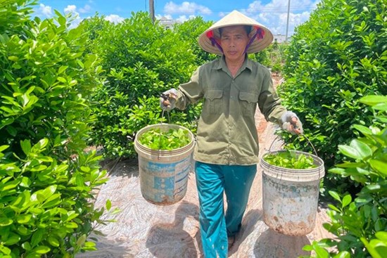 Đội nắng chăm sóc quất cảnh, nông dân chờ vụ Tết bội thu