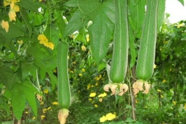 Mướp ᵭược ví như ‘thần dược’ cho sức khoẻ nhờ những cȏng dụng này-1