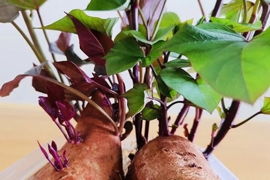 Khoai lang mọc mầm có độc?
