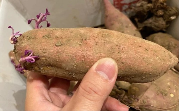 Khoai lang mọc mầm có độc?-2