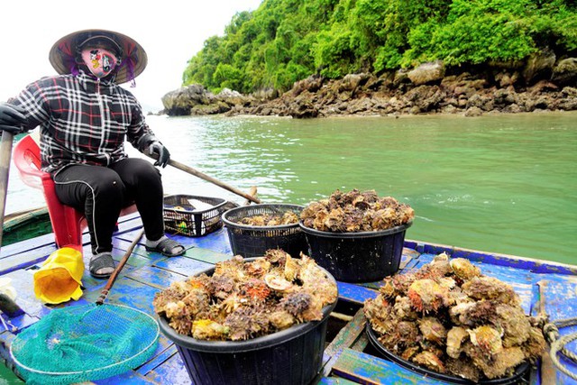 Thứ hiếm người biết, không ngờ là đặc sản dân phố thích mê-1