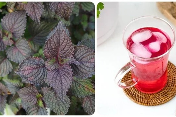 Uống nước lá tía tô vào thời điểm nào tốt nhất?-1