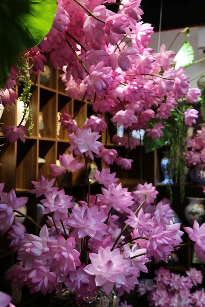 Chị đẹp Hà Thành biến nhà thành rừng hoa nhiệt đới với 1.000 bông sen Nghi Lương-12