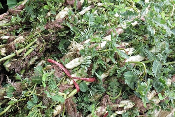 Rau rút chữa được bệnh gì?-1