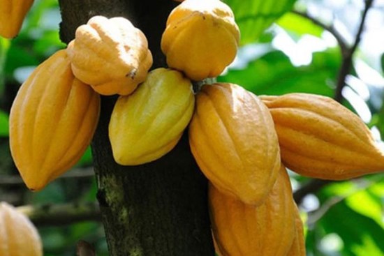 Thứ quả tưởng không ai ăn nay thành đặc sản dân phố săn lùng, 40.000 đồng/kg