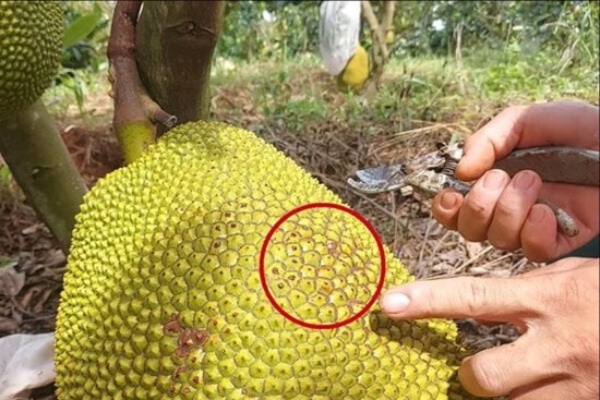 Mẹo chọn mít chín cây thơm nức, ngọt đậm