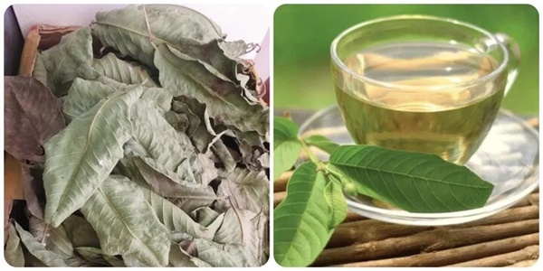 Những người nên hạn chế uống nước lá ổi-1