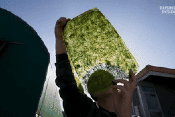 Thực phẩm giá 'chát', mỏng như giấy khiến đầu bếp Michelin chi không tiếc tiền