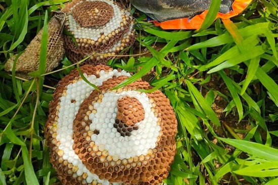 Mạo hiểm tính mạng săn nhộng ong rừng, kiếm hàng chục triệu đồng