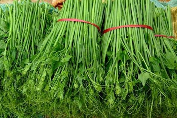 Trồng chanh ngoài ban công nhớ 4 mẹo này, cây sẽ luôn tươi tốt và ra quả bốn mùa-5