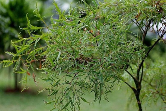 Loại cây quen thuộc với người Việt, được ví như 'nhân sâm của người nghèo'