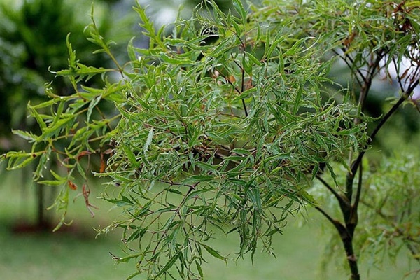 Loại cây quen thuộc với người Việt, được ví như nhân sâm của người nghèo-1