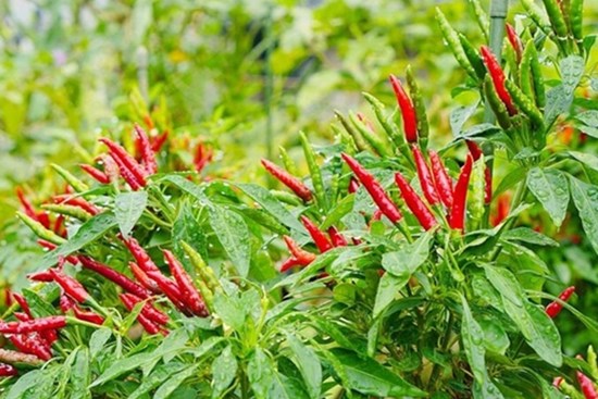 Loại gia vị rẻ tiền nhưng tốt ngang 'thuốc bổ', giúp cải thiện tim mạch