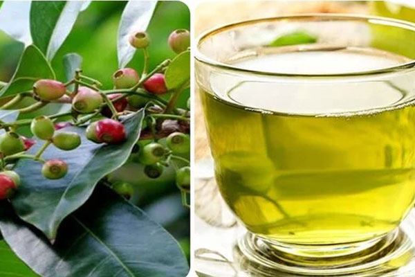 Cách chữa bệnh gout từ lá vối