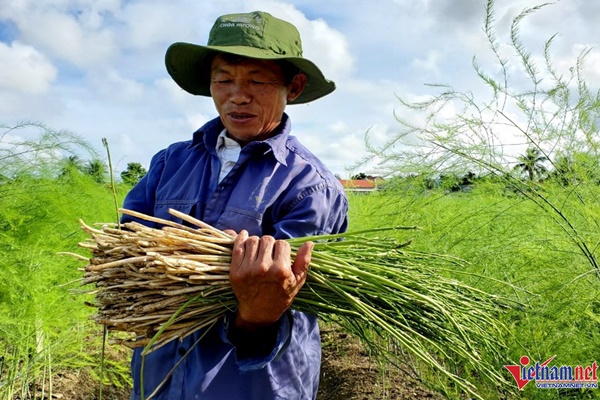 Đầu tư trồng măng tây, thu lãi tiền triệu mỗi ngày-3