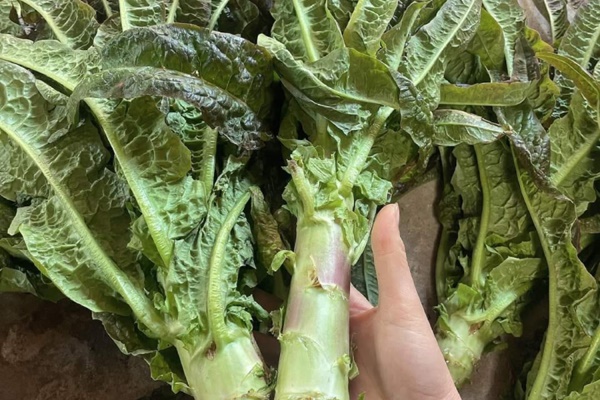 Loại rau dễ trồng giúp thải độc, ngừa ung thư-1