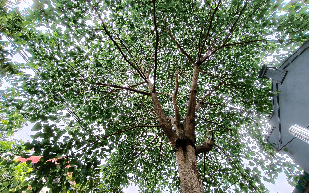 Hình ảnh những hoạt động của Tổng Bí thư Nguyễn Phú Trọng tại quê nhà-12