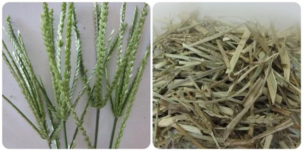 Uống nước cỏ mần trầu có tác dụng gì?-1