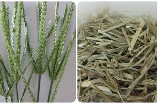 Uống nước cỏ mần trầu có tác dụng gì?