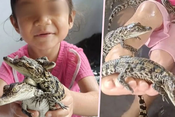 Mẹ bị chỉ trích vì để con gái 4 tuổi nô đùa với hàng trăm con cá sấu-1