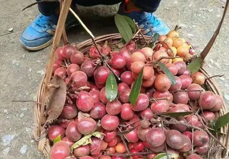 Đặc sản rừng vừa cay vừa ngọt, ở Việt Nam mọc đầy, hơn nửa triệu/kg mà hiếm người biết-3