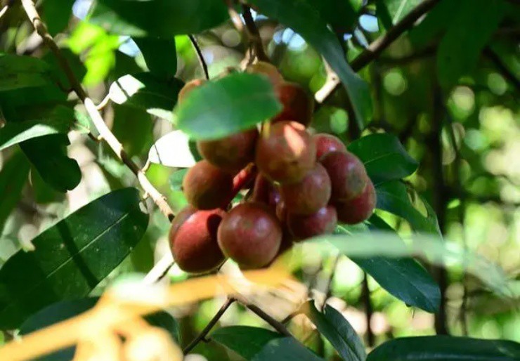 Đặc sản rừng vừa cay vừa ngọt, ở Việt Nam mọc đầy, hơn nửa triệu/kg mà hiếm người biết-4