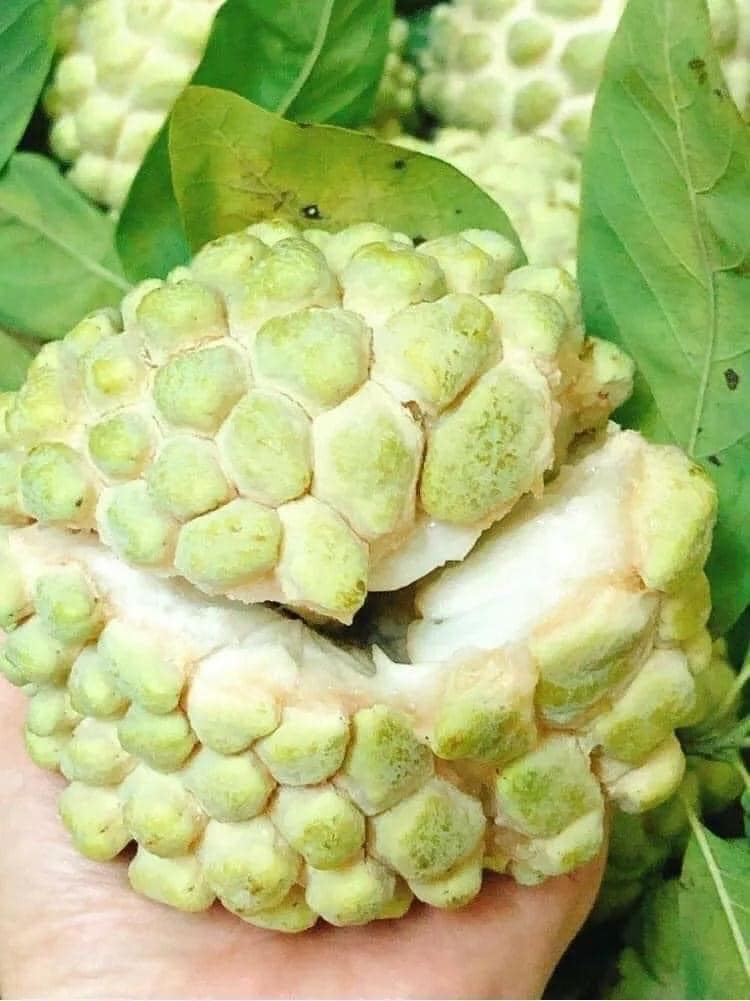 Loại quả một thời từng thất sủng”, nay giá cao ngất” vẫn đắt hàng-2