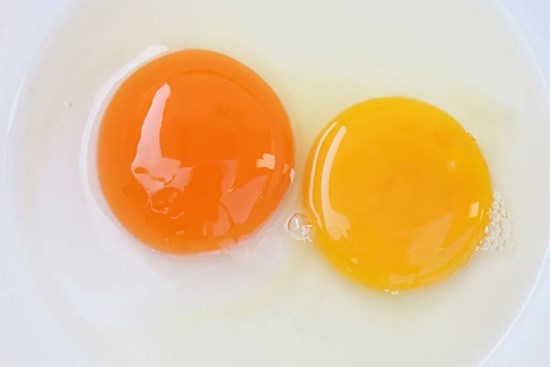 Lòng đỏ trứng gà đậm màu có bổ dưỡng hơn?