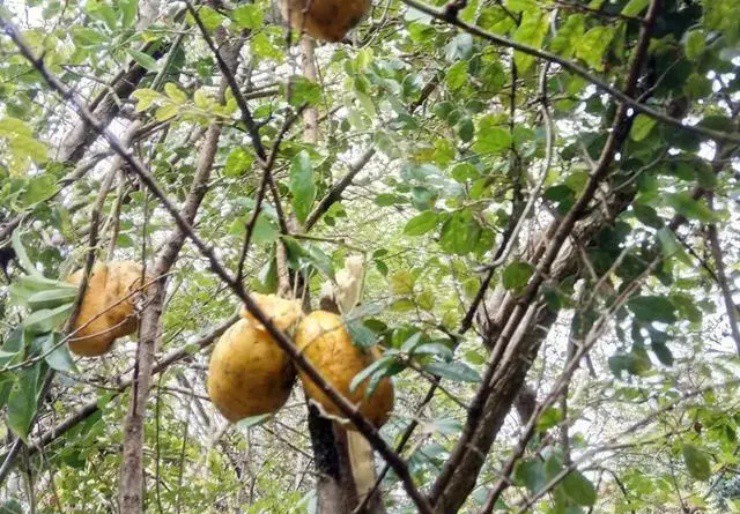 Bí ẩn đặc sản rừng hình thù như đu đủ, vị lại ngọt như chuối, giá gần 100.000đ/kg-1