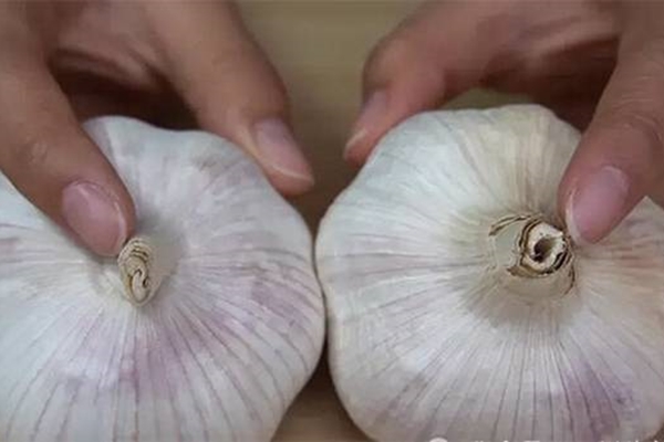 2 loại rau ít tắm thuốc trừ sâu, cái số 1 không cần chăm cũng lớn-2