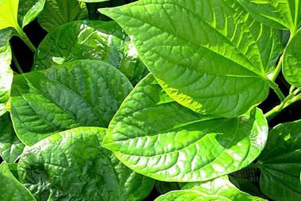 2 loại quả dễ tắm hóa chất, quả số 2 giòn ngọt trẻ con mê tít-3