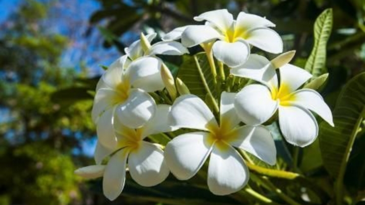 Vì sao hoa đại đẹp nhưng không được trồng trước nhà?-1