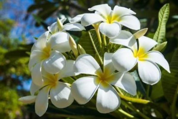 Chàng trai bỏ TP.HCM lên Đà Lạt trồng vườn hoa hồng đẹp tựa trời Tây, sở hữu hơn 400 giống hồng hiếm-16