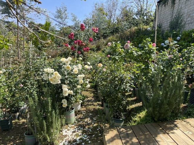 Chàng trai bỏ TP.HCM lên Đà Lạt trồng vườn hoa hồng đẹp tựa trời Tây, sở hữu hơn 400 giống hồng hiếm-14