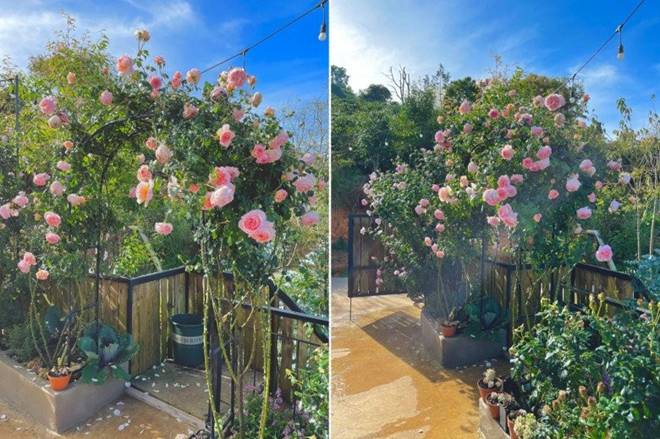 Chàng trai bỏ TP.HCM lên Đà Lạt trồng vườn hoa hồng đẹp tựa trời Tây, sở hữu hơn 400 giống hồng hiếm-15