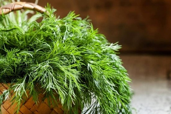 Loại rau người Việt ai cũng biết hóa ra là dược liệu quý từ hàng nghìn năm trước