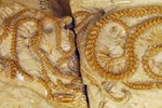 Bốn sinh vật quấn nhau 'hóa đá' 38 triệu năm: Loài mới lộ diện