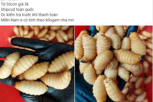 Phản ứng bất ngờ của khách Tây khi nếm thử đuông dừa ở Việt Nam-7