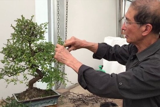 Loại cây phải cắt tỉa càng sớm càng đẹp