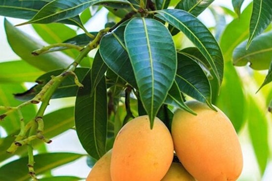 Loại lá tưởng vứt đi nhưng mang lại nhiều lợi ích cho sức khỏe