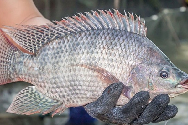 2 loại rau quen thuộc dễ tắm thuốc trừ sâu, đứng đầu bảng người Việt rất mê-3