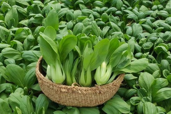 2 loại rau quen thuộc dễ 
