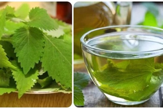 Uống nước lá kinh giới có tốt cho sức khoẻ?