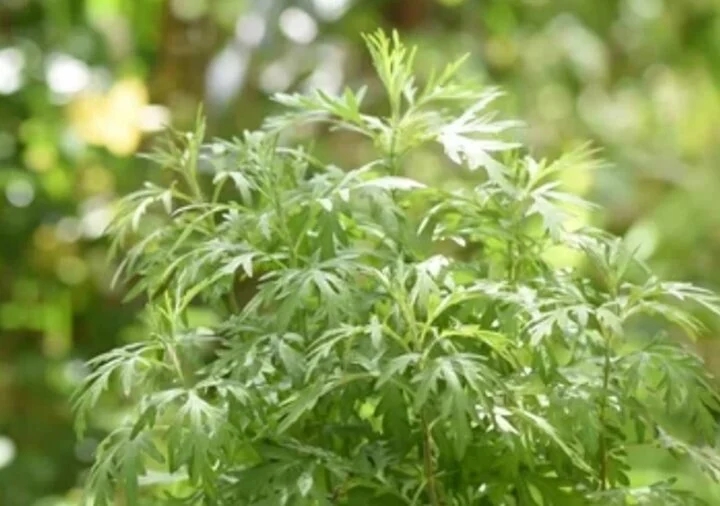 Vì sao người xưa khuyên trồng ngải cứu trước cửa nhà?-2