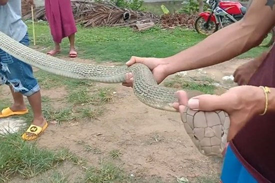 Tóm sống rắn hổ mang chúa dài 4,2 mét ẩn nấp trong phòng ngủ